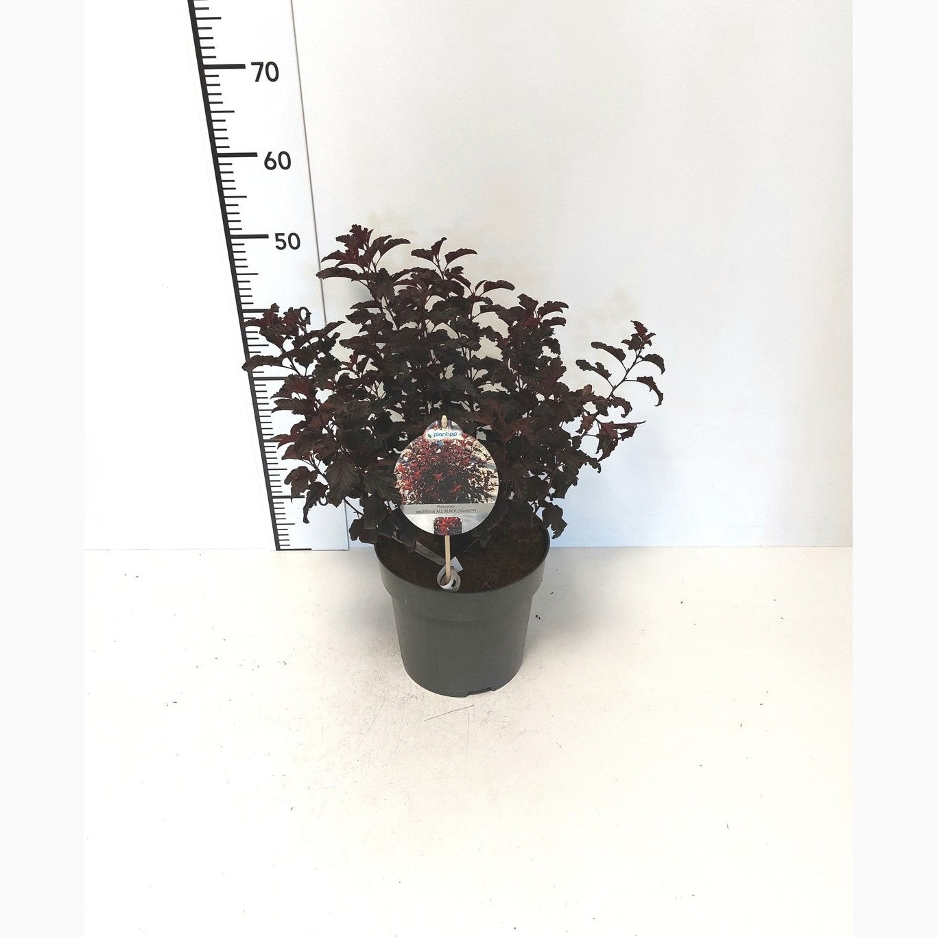 Smällspirea – Physocarpus opulifolius 'All Black' - C5 40-60 CM
